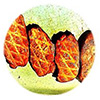 Close-up of four grilled chicken breasts